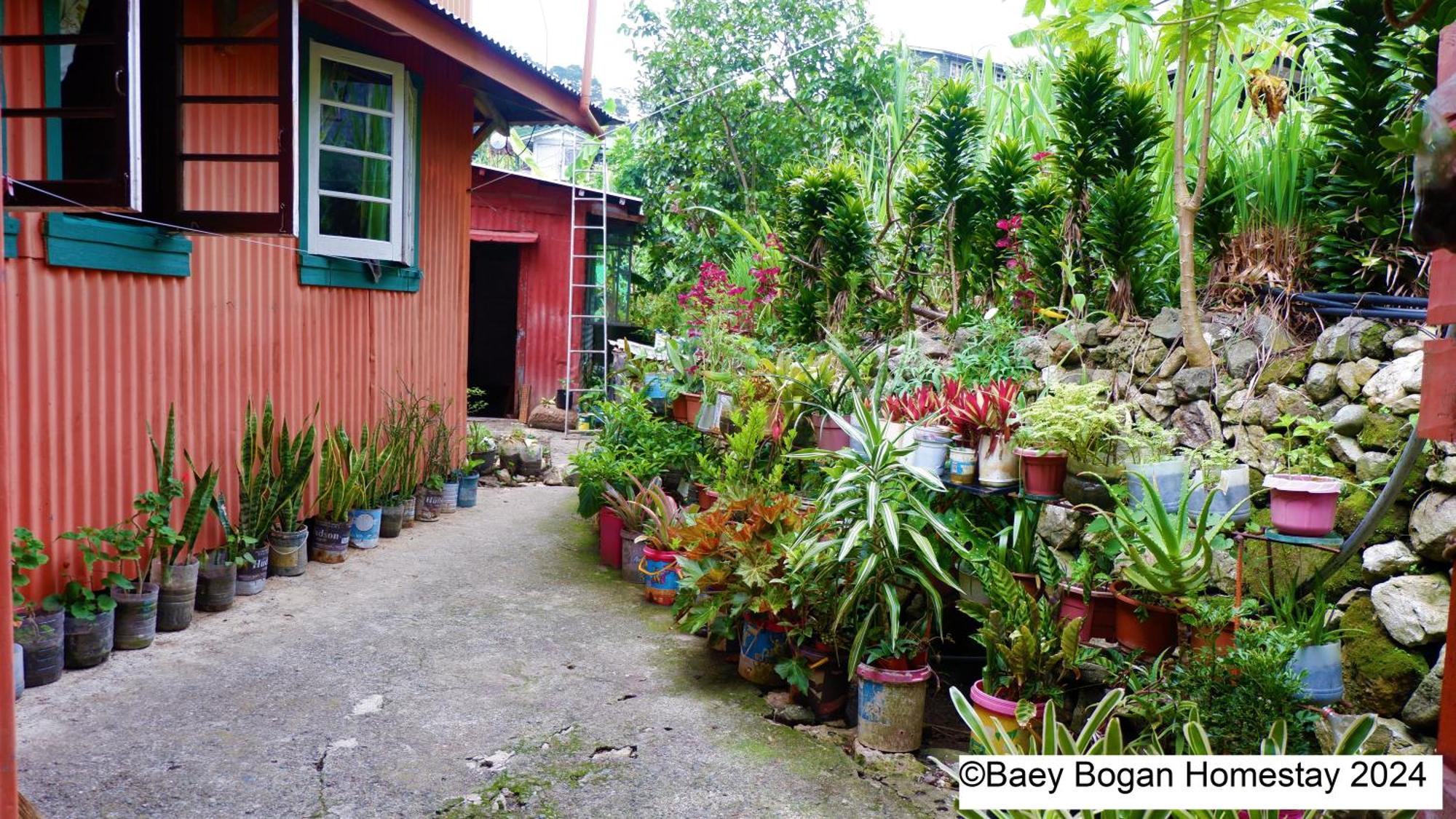 Baey Bogan Homestay Sagada Eksteriør billede
